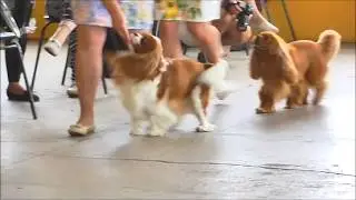 National CKCS Club Show 2017 (Moscow) Dogs Open