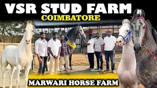 Coimbatore's Famous Marwari Horse Farm | VSR Stud Farm
