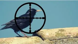 Chasse &agrave; la carabine &agrave; plomb 4,5 Gamo cfxصيد الطيور بواسطة بندقية هوائية hunting with air rifle
