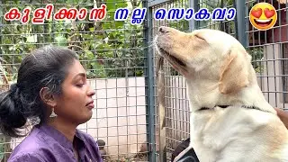 കുളിക്കാൻ നല്ല സൊകവാ 😋 laze media  dog pack mass bathing and grooming 😋