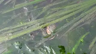 Learn About Eelgrass with Seattle Aquarium Beach Naturalists