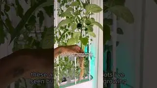 strange roots on this bell pepper plant 🫑 #indoorgardening #hydroponics #shorts
