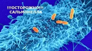 #MAGERIC BIOTEST+   помог вовремя обнаружить сальмонеллу
