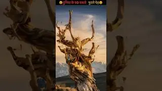 Top 10 oldest trees 🌳 in the world 😮 #shorts #viral #ytshorts @mrmiko2.0