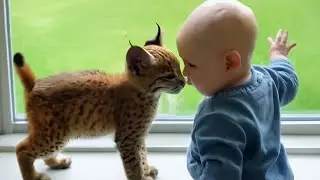 The Bobcat Who Raised a Baby: An Unbelievable True Story of Love and Loyalty #bobcat