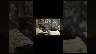 Top 5 weird Facts about the Black Jaguar