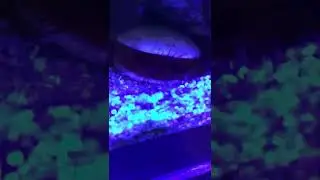 Reef Therapy Electric Scallop