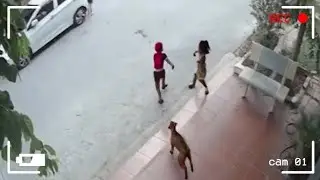 Dios usó a estos Animales para Salvar Vidas