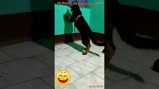 DOG USES GIRLS ACCESSORIES.[SOLDIER THE BOSS]. FUNNY VIDEOS.# SHORTS#GERMAN SHEPHERD.
