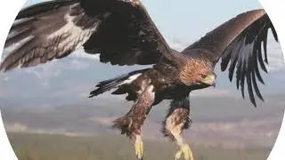 Mexican golden eagle perched on a prickly pear cactus devouring a snake &ndash; One Mexican Coins