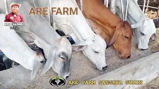 ชมวัวบรามันห์เลือดร้อย ARE FARM กินฝุ่นข้าวโพด อาหารโปรตีนสูง ยามเย็น