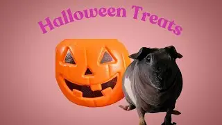 Home made Spooktacular guinea pig treats