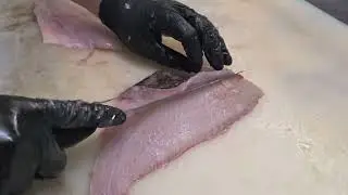 Filleting an Atlantic redfish