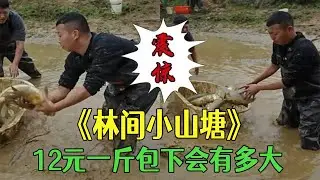 12塊壹斤包下個林間小山塘，裏面的魚會有多大？#小飛哥#新農人計劃2026 #戶外 #鄉村守護人#包塘