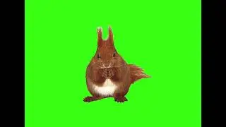 Green screen squirrel 🐿️ video, no copy right, free download