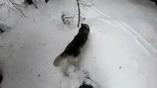Backcountry snowboarding with my husky