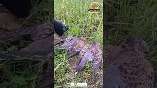 Russian Dove Hunting Season 2024/Hunting In Pakistan/ #haroonkhanhunter #birds #adventure #youtube