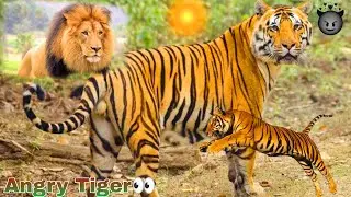 Angry lions&nbsp;🐅#shorts&nbsp;#feed&nbsp;#viral&nbsp;#video&nbsp;#lion&nbsp;#shortvideo&nbsp;#trending#angrylion #mooing #tigershroff