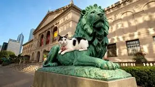 👍🏻😻 Sydney Cat Chilaxing Wednesday Livestream