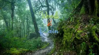 Woods & Rain