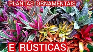 17 plantas e suculentas r&uacute;sticas ornamentais para cultivar em meia sombra