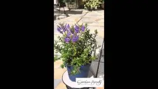 Hebe Garden Beauty Blue