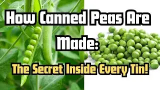 How Canned Peas Are Made: The Secret Inside Every Tin!