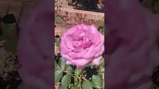 Rose Garden Chiang Kai Shek Shilin Official Residence Taipei Taiwan