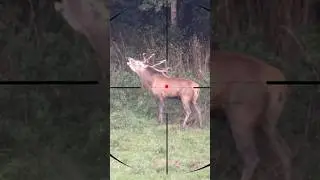 Red Deer Hunting | Caccia al cervo rosso | Caza de ciervos rojos