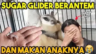 COBA KANDANG KOLONI SUGAR GLIDER, MALAH MERGOKIN YANG LAGI MAKAN ANAKNYA:'(