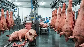 Inside the Giant Pork Industry: How Huge Pigs Are Raised and Processed!