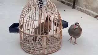 second chakor masti and my breeding pair big size chakor#patridge #birdslover #keklik
