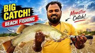 Catching BARRAMUNDI and Missed Very Big size BARRACUDA  