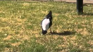 Lawn bug control