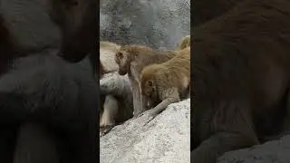 Banana Bandits: A Day in the Life of Mischievous Monkeys,#PrimateSociety, #AnimalIntelligence,