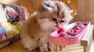 Golden cat's daily eating broadcast collection.#cat #cute #kitten #funny #animals #healing #pets
