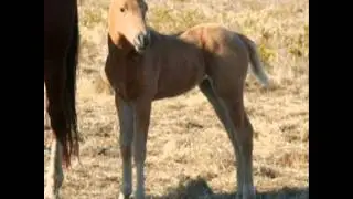 Lazy K Ranch Pick-A-Colt Sale 2012