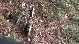 Angry Fox Squirrels