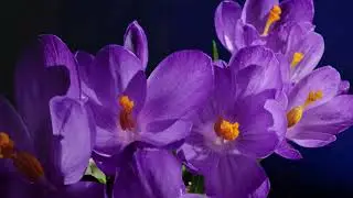 Roger Shah & Ambedo -  Flowers (Dreamstate Live Edit)