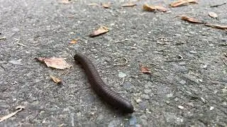 Thousand legs