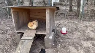 The Chicken Farm: Season 10: Episode 2: What Animal Attack My Chickens?