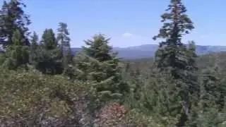 Bluff Lake to Champion Lodgepole Pine