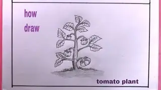 How To Draw Tomato Plant Step By Step/Drawing Tomato Plant