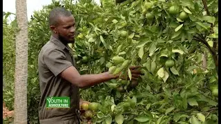 Youth who quit civil engineering job to start farming - Youth in Agriculture |part 1|