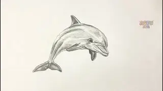 Pencil Shading Dolphin Art | Pencil Sketch | EASY Drawing #drawing #sketch #easydrawing