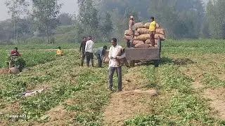 Kasim ali khan 1000 Aloo ka khet Birra Khanpur UP78 new video 