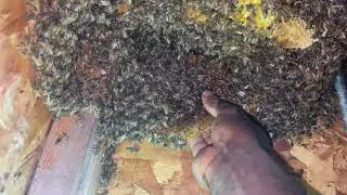 REMOVING TWO DIFFERENT HIVES UNDER ELEVATED HOUSE