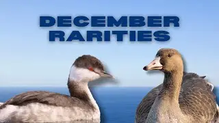 Winter Rare Bird Hunt: December Rarities in New Jersey