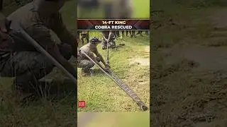14-foot King Cobra rescued from Odisha&rsquo;s Mayurbhanj forest