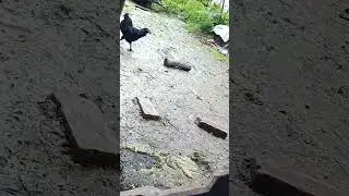 BLACK GOLD | KADAKNATH | BLACK HEN | ORIGINAL